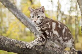 Bengalkatzen züchten wir seit 2004. Bengalkatze Steckbrief Mein Haustier