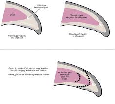 How To Trim Black Dog Nails Dog Nails Trimming Dog Nails Dog Nail Clippers
