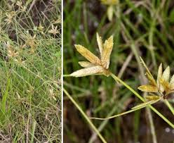 Image result for Pycreus flavidus