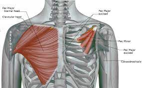 It will give a big impact to the other people on how they will look at you. Anatomy Of Chest Muscles Anatomy Drawing Diagram
