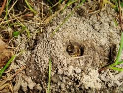 Yes, bumble bees do make honey, but only in small amounts. Ground Nesting Bees In Your Backyard Department Of Entomology