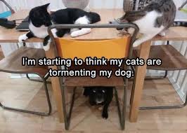 Fresh Animal Memes To Mix In Your Morning Coffee Lustige Tierfotos Lustige Tierbilder Lustige Bilder Von Tieren