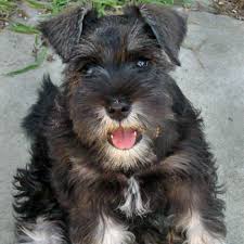 Maybe you would like to learn more about one of these? Miniature Schnauzer Ears Cropped Or Natural
