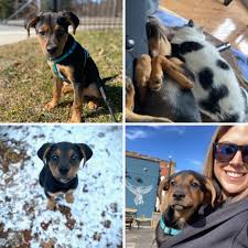 We did not find results for: Jack S Happy Tail Blue Ridge Humane Society