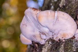 Image result for Ischnoderma resinosum