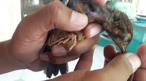 Akurat Ciri Anis Merah Trotol Jantan Dan Anis Merah Betina Youtube