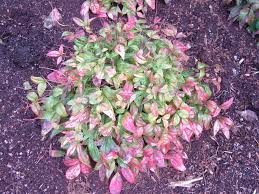 This plant is resistant to rabbits and deer. Deer Proof Plants Part Ii Hortophile My New Garden