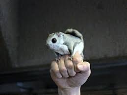 35 Photos Of Momonga Dwarf Flying Squirrels Japanese Dwarf Flying Squirrel Japanese Flying Squirrel Flying Squirrel