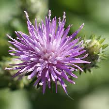 Image result for Carduus leptacanthus