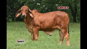 Find the livestock you need on livestockmarket.com. Lot 07 Hk Global Passport 848