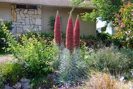 Image result for Echium
