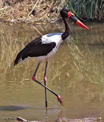 Black And White Bird With Large Orange Beak Saddle Billed Stork Stork Black And White Birds Kruger National Park
