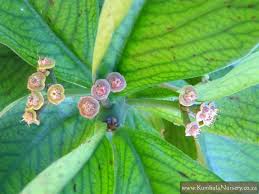 Image result for Synadenium angolense