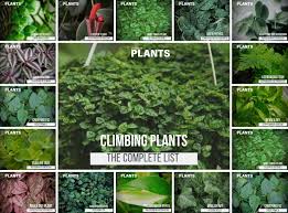Complete List Of Vine Plants For Vivariums Care Guide Tips Plants Ivy Plants Climbing Plants