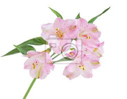 Flor Do Lirio Peruano Adesivos Para A Parede Vivo Perene Biologia Myloview Com Br