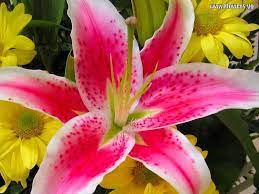 Pin On Lilies