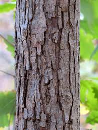 It can accept the harshest of urban sites, especially those with high ph. Chinquapin Oak Quercus Muehlenbergii Bplant Org