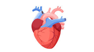 We did not find results for: Heart Lifespan Io