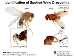 There are 3 major components Organic Management Of Spotted Wing Drosophila Swd In Small Fruit Production Systems Integrated Pest Management