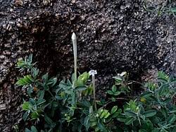 Image result for Barleria megalosiphon