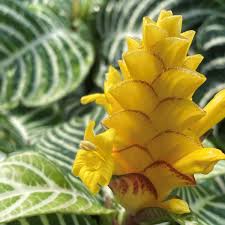 Image result for Blumea squarrosa