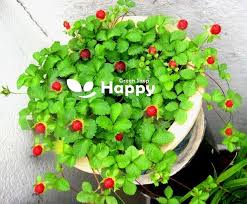 Image result for Duchesnea indica