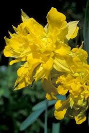 Pin On Gardening