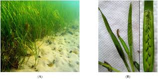 Image result for Zostera capensis