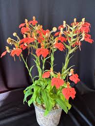 Image result for Habenaria rhopalostigma