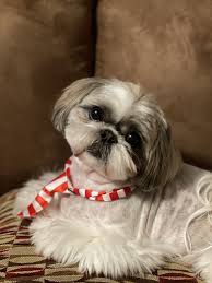 Mr Bentley Cutest Small Dog Breeds Cute Small Dogs Dog Hotel
