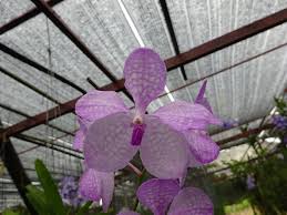 Image result for Vanda coerulea