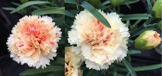 Carnation Sunflor Bling Bling Syn Odessa Bling Bling Dianthus Caryophyllus Flower Garden Dianthus Caryophyllus Carnations
