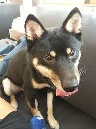 Black And Tan Teacup Shiba Inu Puppy Heavy Breathing Shiba Inu Dog Puppy Black And Tan Jakob The Mame Shiba Shiba Inu Shiba Inu Dog Dogs And Puppies