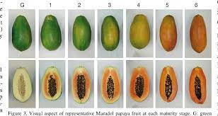When is a papaya ripe. Pdf Postharvest Ripening And Maturity Indices For Maradol Papaya Semantic Scholar