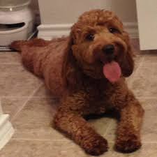Please indicate your print choice in the notes to seller section at. Mini Goldendoodle Love The Red Color Mini Goldendoodle Goldendoodle Puppies And Kitties