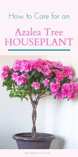 How To Care For An Azalea Tree Houseplant In 2020 Indoor Flowers Azalea Flower Indoor Flowering Plants