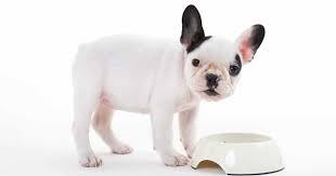 Contrary to common belief french bulldogs originated in the united the price will vary depending on the coat color, geographical location and who you're purchasing from. Best Food For French Bulldog Puppy Dogs Top Tips And Brand Reviews