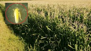 La chicharrita del maíz: un desafío para los agricultores en los cultivos tardíos