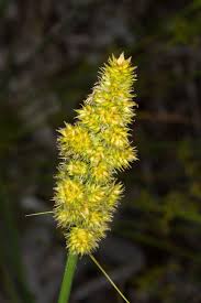 Image result for Carex sp.no.1