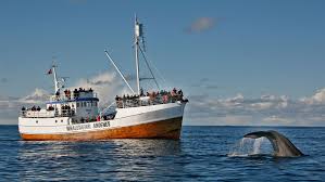 Image result for Warneckea walikalensis