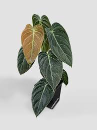 Image result for Melanospermum