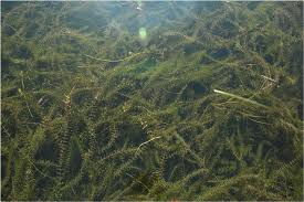 Image result for Hydrilla verticillata