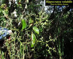 Image result for Hippocratea