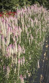 Cockscomb Flamingo Celosia Spicata Organically Grown Flower Seeds Floral Encounters Flower Seeds Planting Flowers Easy Plants