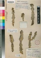 Image result for Euphorbia memoralis