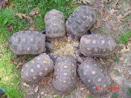 the red footed tortoise geochelone carbonaria a south