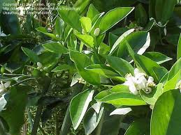 My sweet orange tree has tiny wings: Tropical Fruits Orange Tree Blooming Again 1 By Tropicman