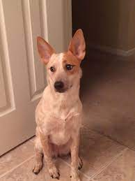 We did not find results for: Ilmu Pengetahuan 2 Australian Cattle Dog X Jack Russell