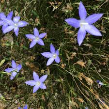 Image result for Wahlenbergia capillacea
