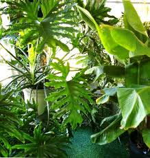To calculate the best time to plant your fall vegetable garden, look at the first expected freeze dates. September Gardening Tips Planting Bulbs And Trees Plus Houseplant Savvy The Old Farmer S Almanac